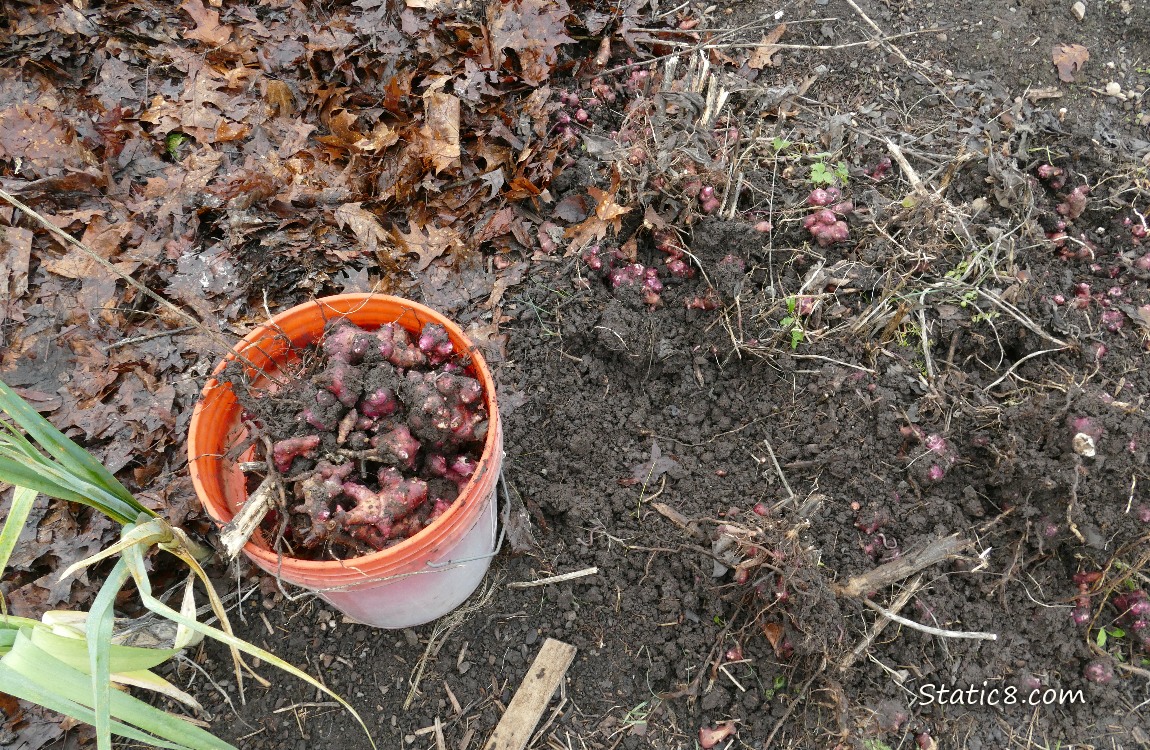 Bucket of Sunroots next to some Leeks and a dug up area