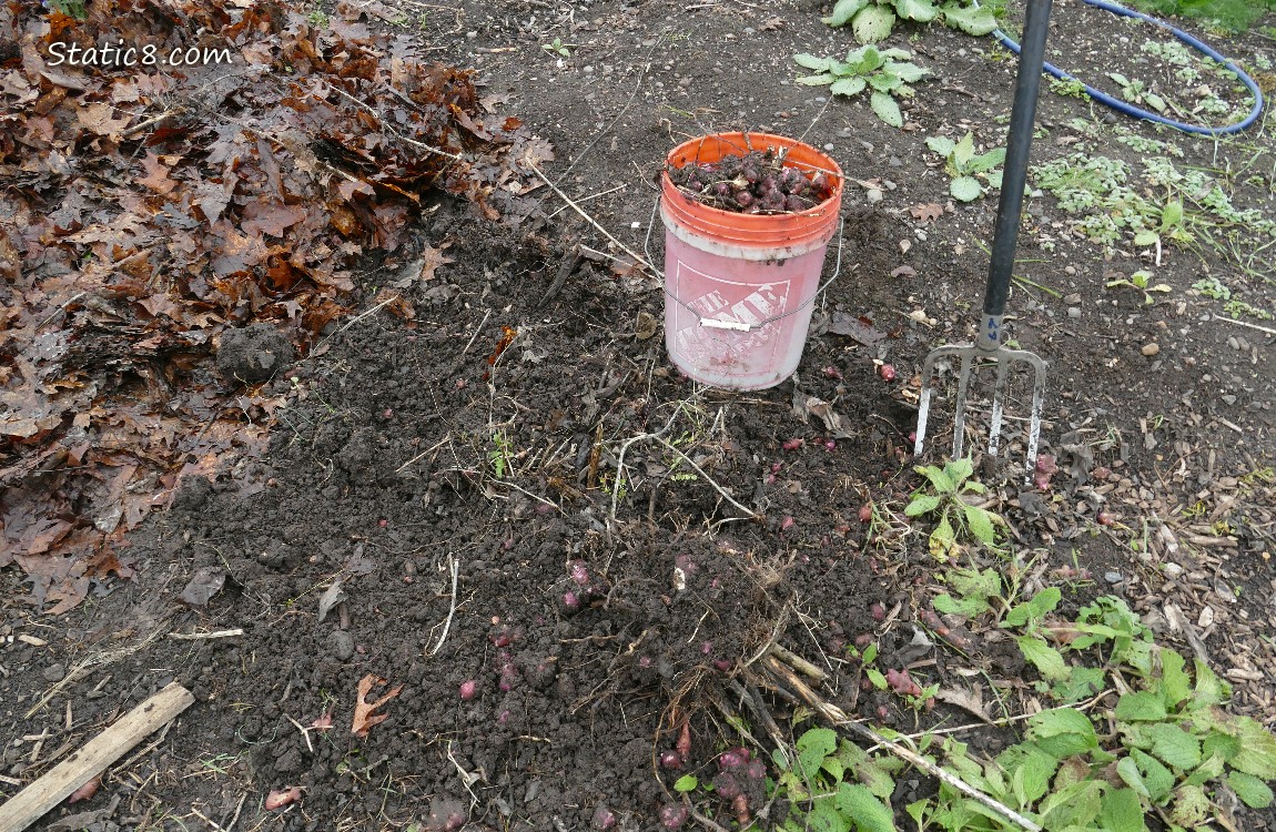 Bucket of Sunroots, next to the dug up dirt