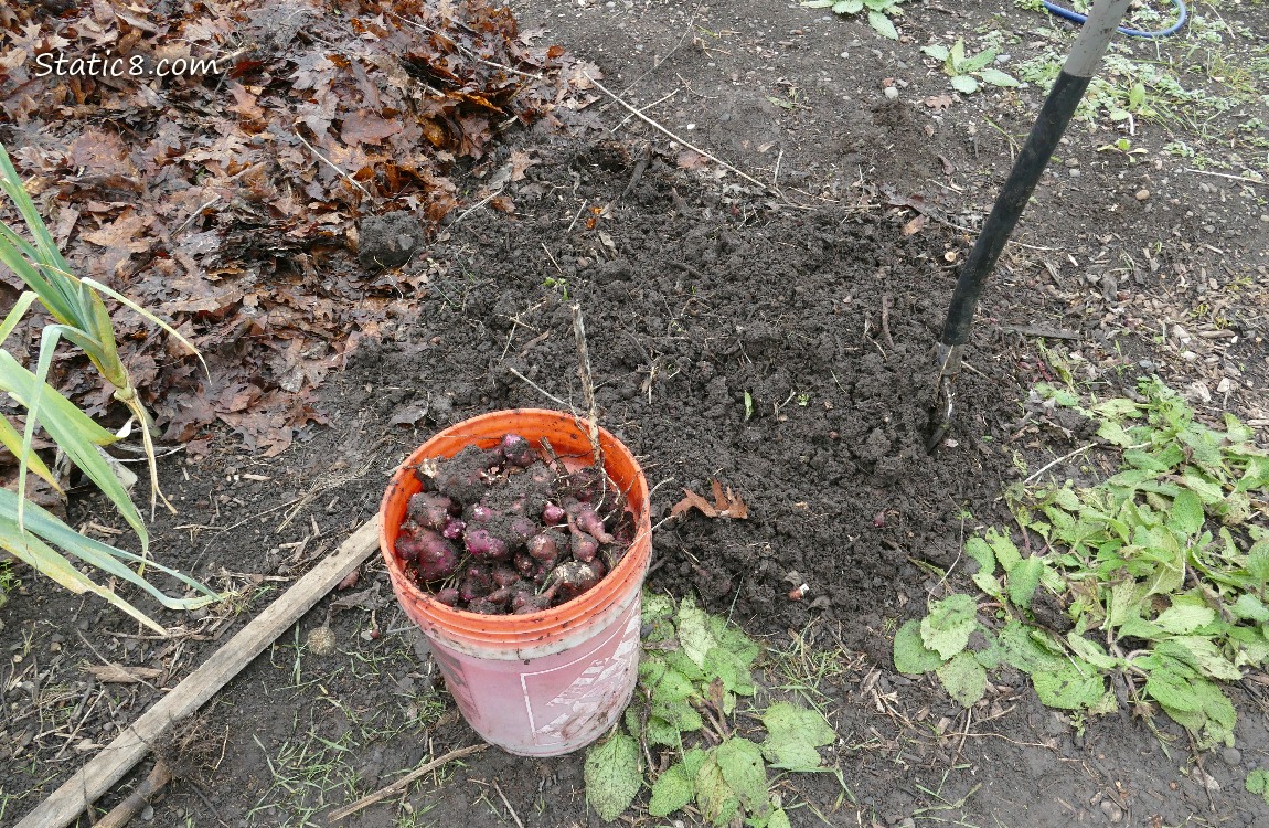 Bucket of Sunroots next to the dug up dirt