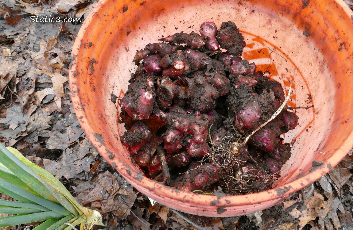 Bucket of Sunroots