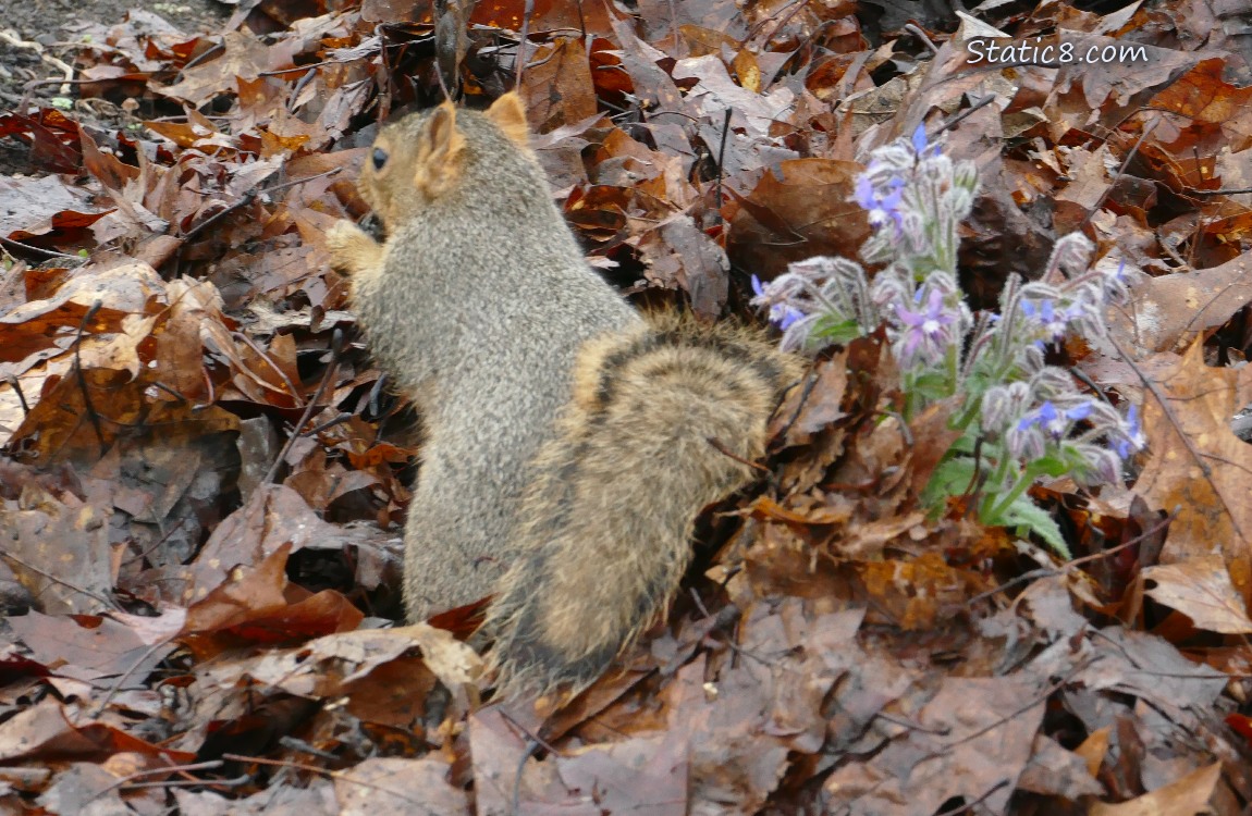 Squirrel sniffing at piled leaves