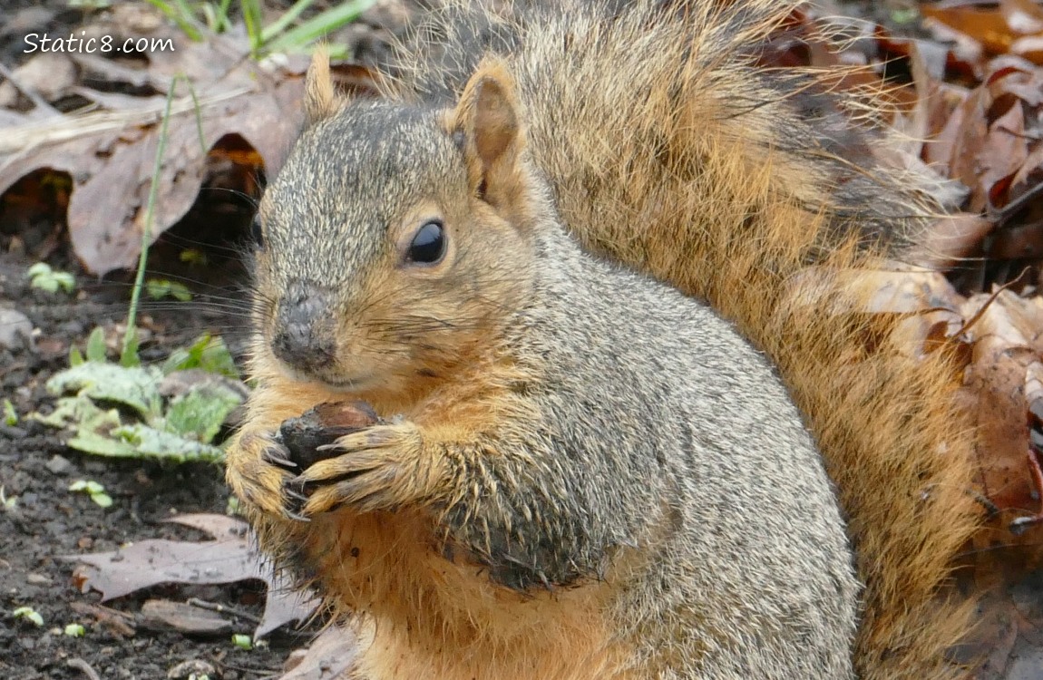 Squirrel holding food in his hands