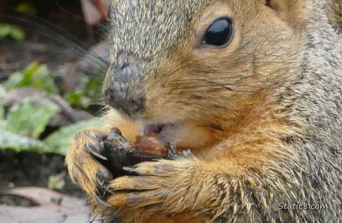 Close up of a squirrel eating a nut