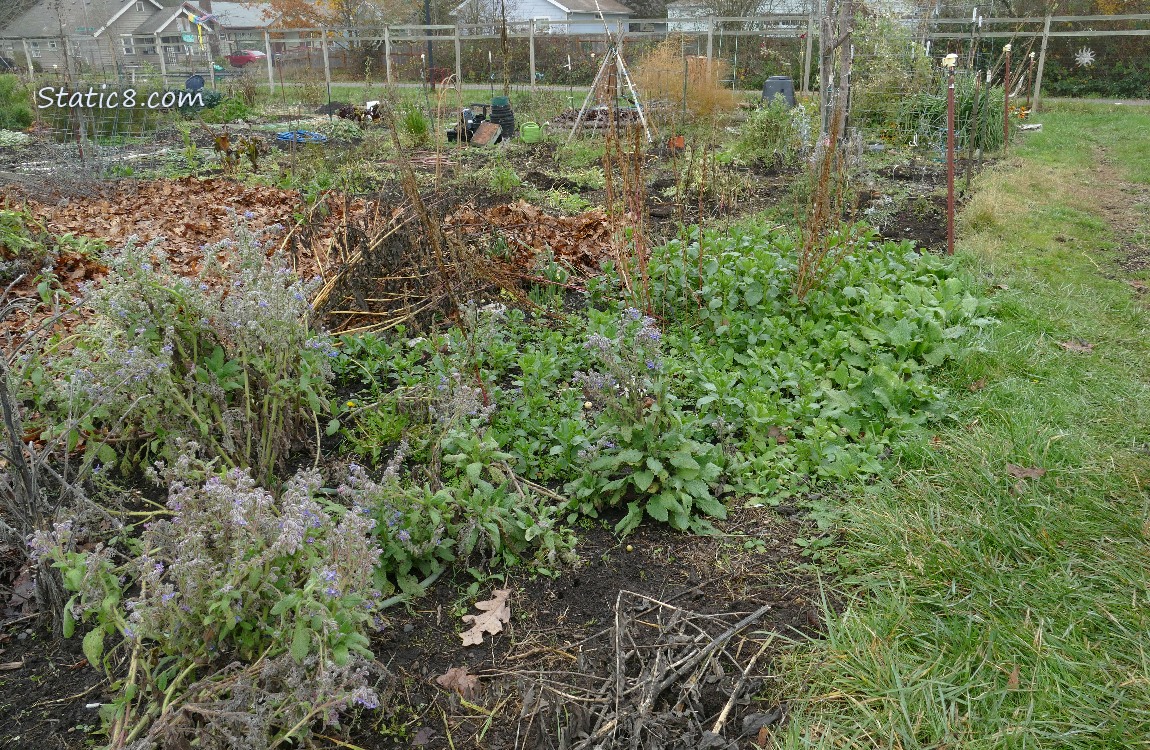 garden plot