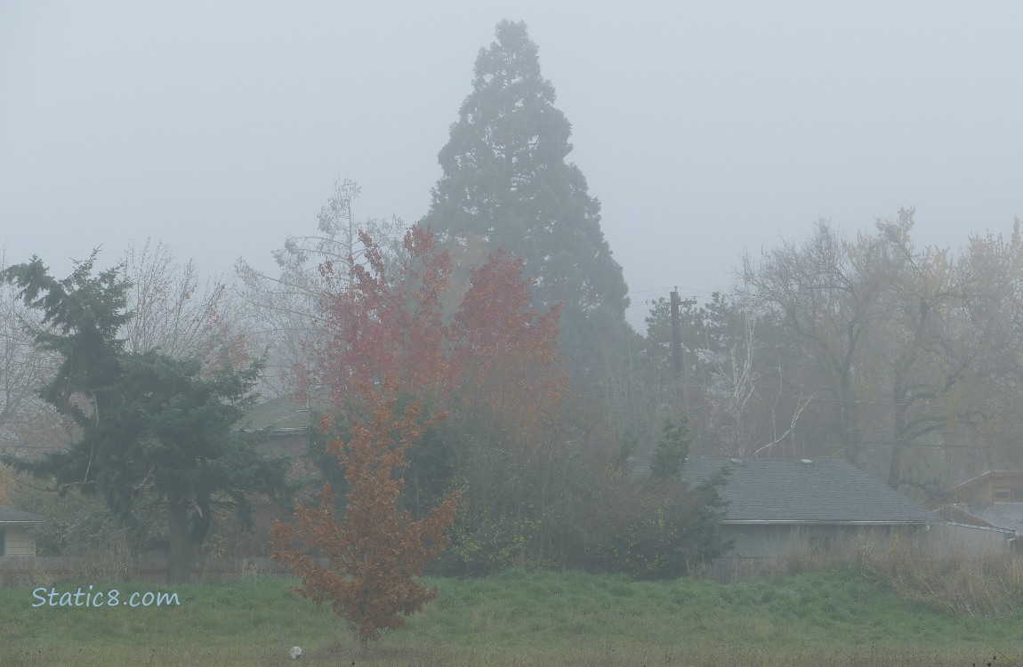 Fog obscuring the trees