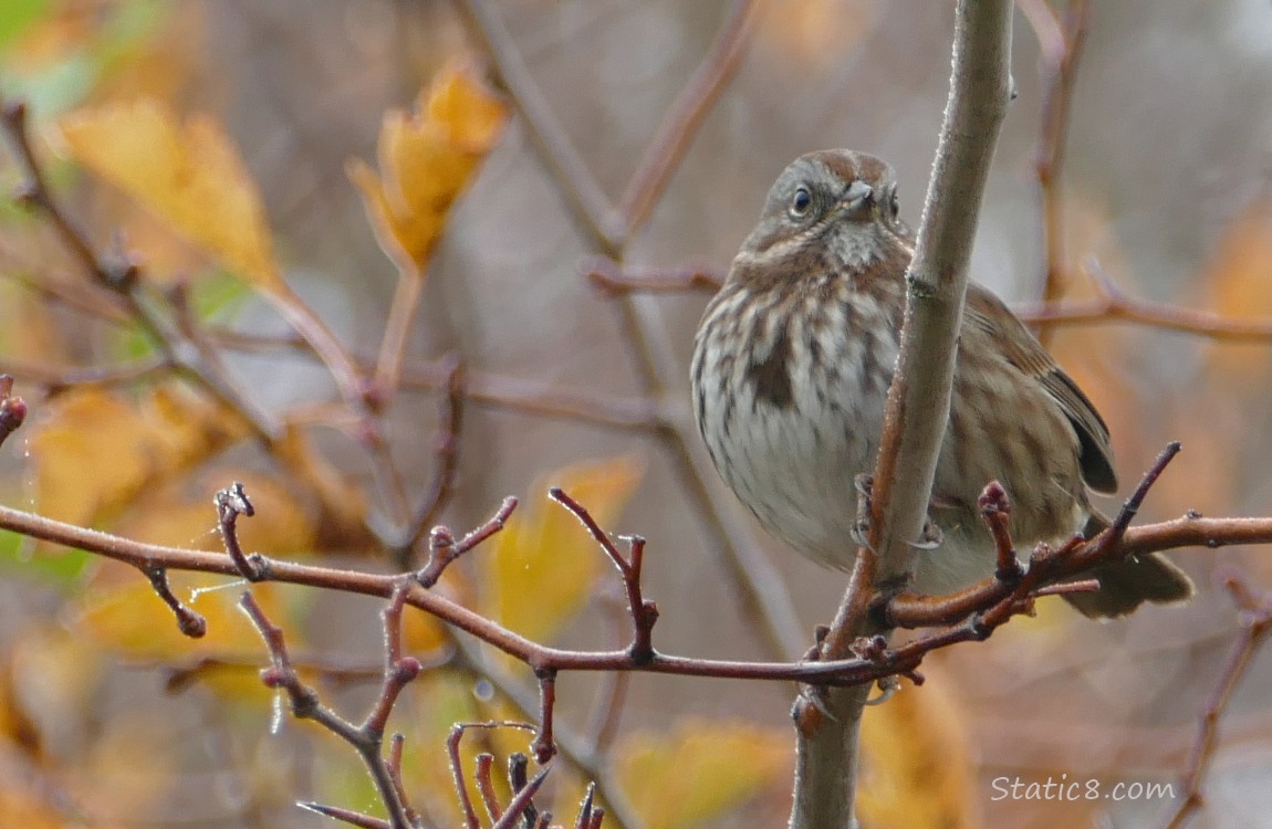 Song Sparrow standing in a bush, autumn leaves in the background