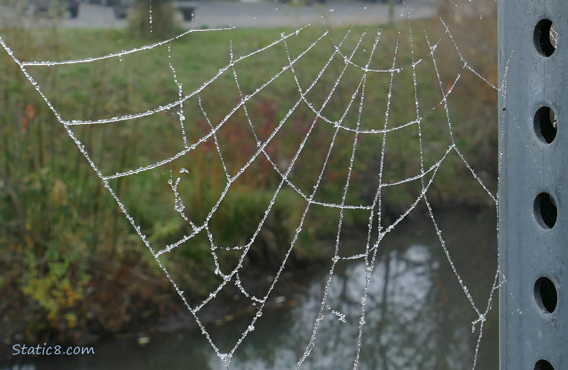 Frozen spider web in front of the creek