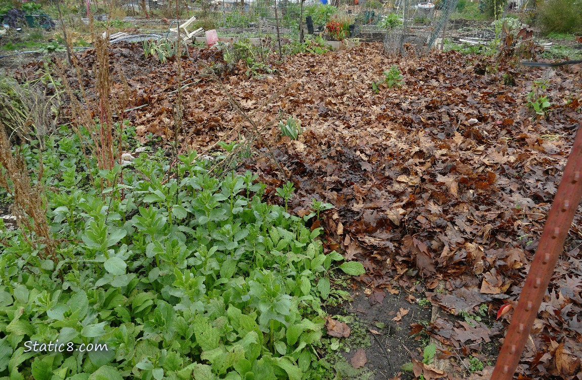 Garden Plot