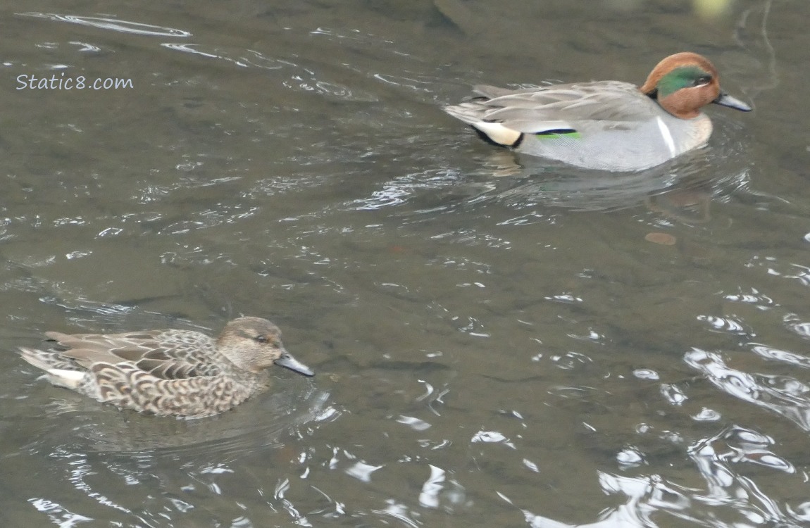 Male and female Green Wing Teals paddling on the water