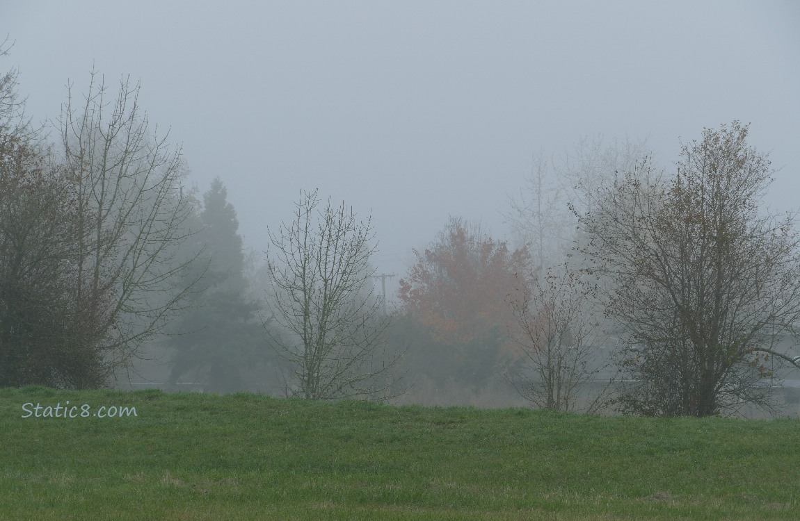 foggy trees