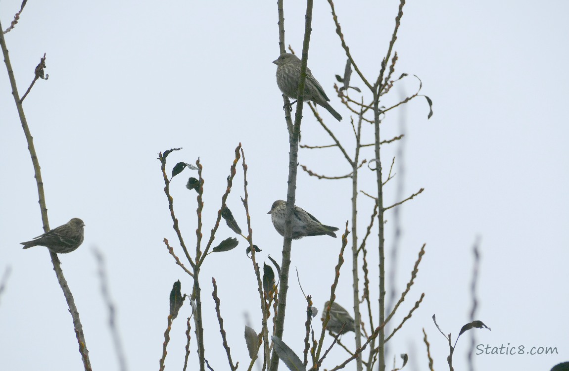 Little birds in a tree