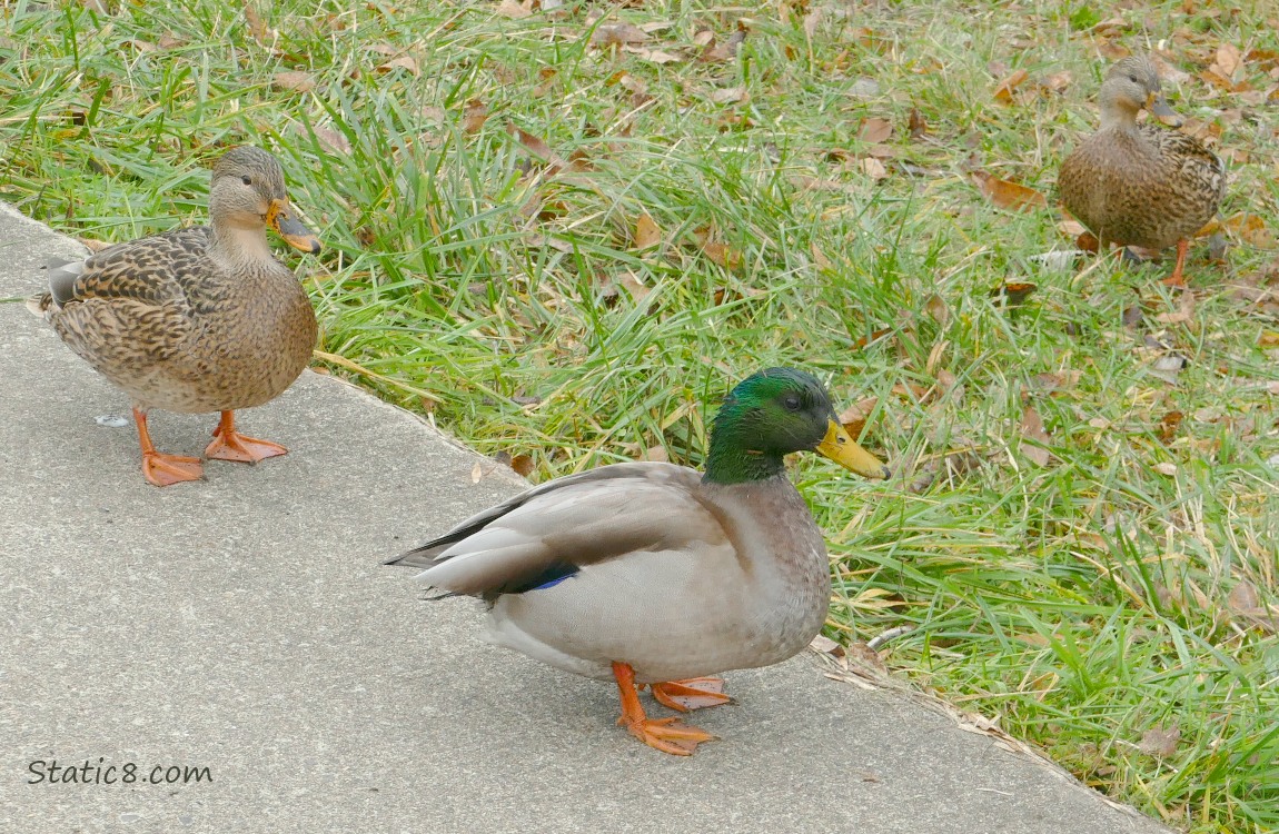 Mallard ducks standing on the path and in the grass