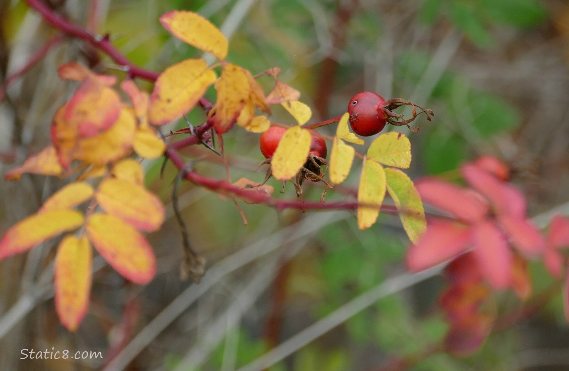 Autumn yellow leaves on a rose bush with bright red rose hips