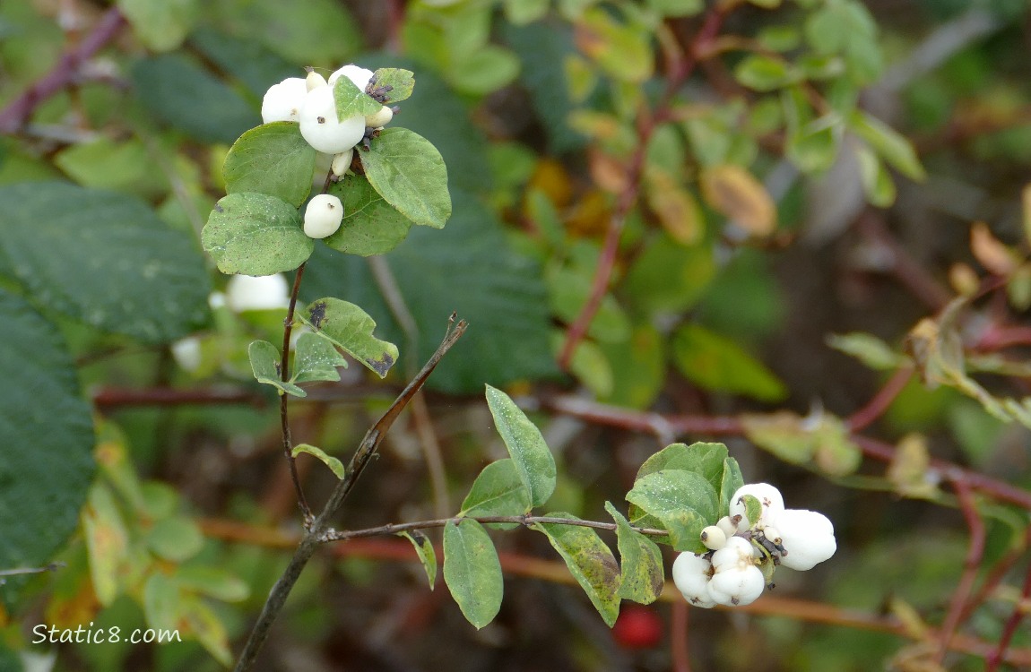 Snowberries