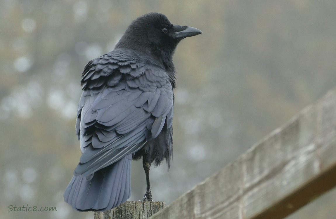 American Crow standing on a wood fence post