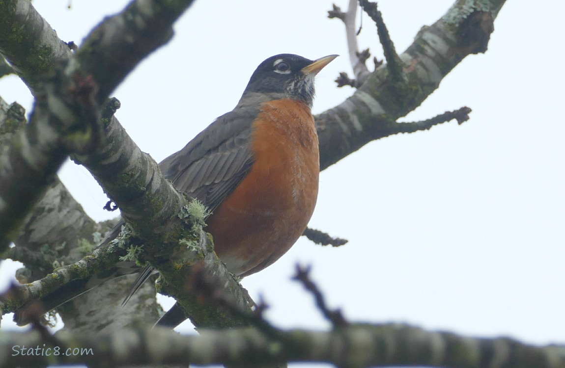 American Robin standing on a branch with grey sky in the background