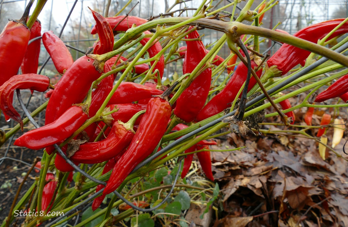 Red Chili Peppers on the vine