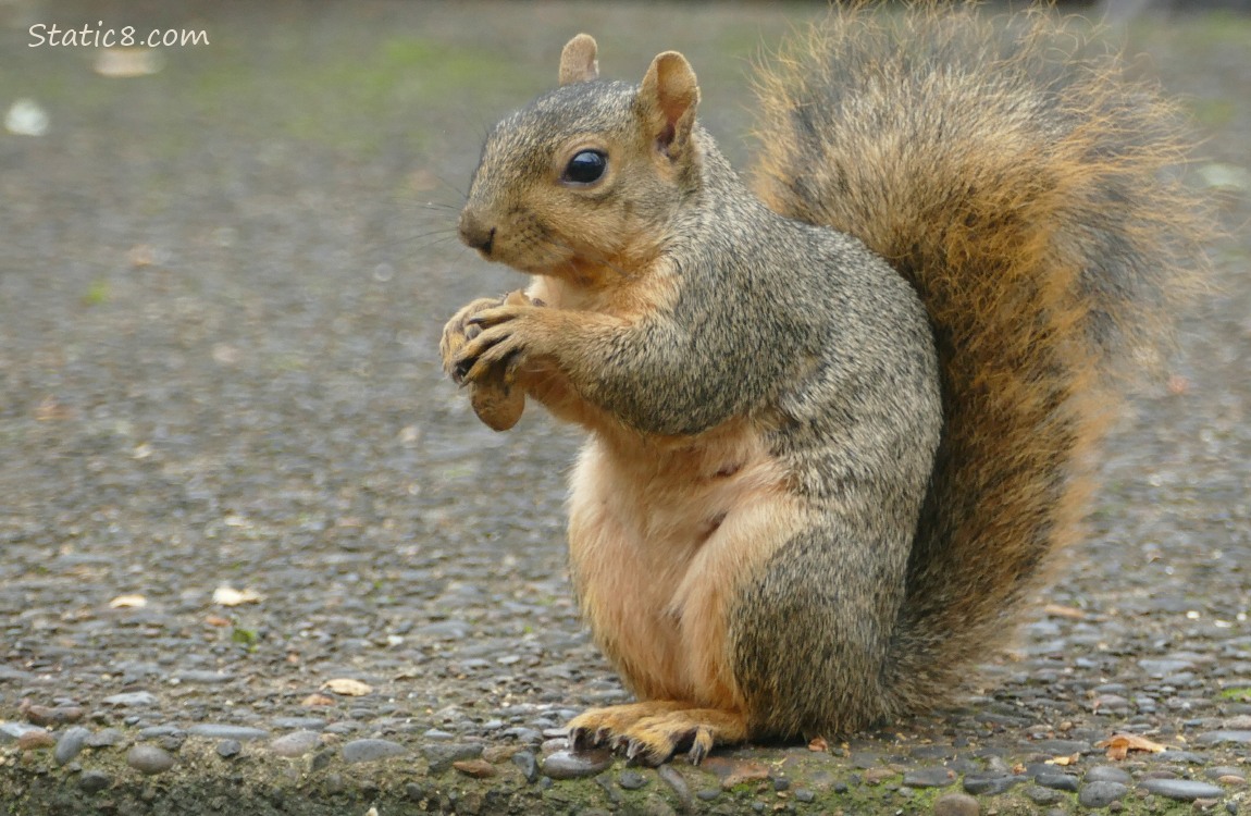 Squirrel sitting on the sidewalk, holding a peanut in the shell in her hands