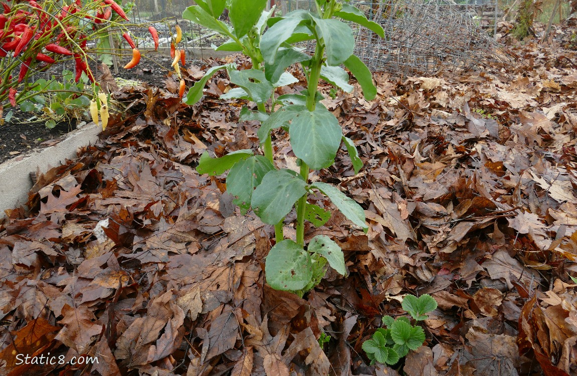 Garden plot covered with leaves