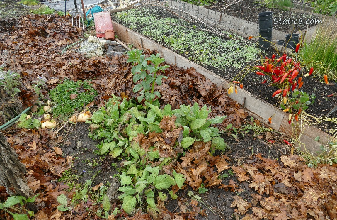 garden plot