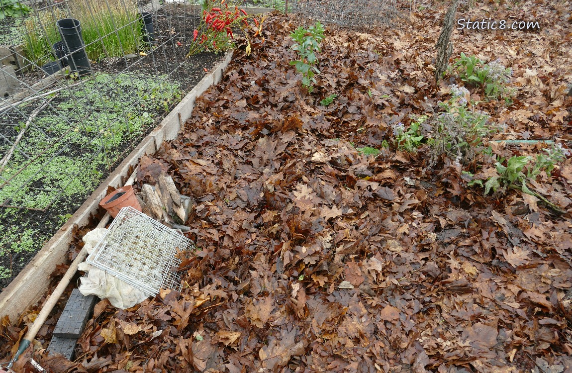 Garden plot covered with leaves