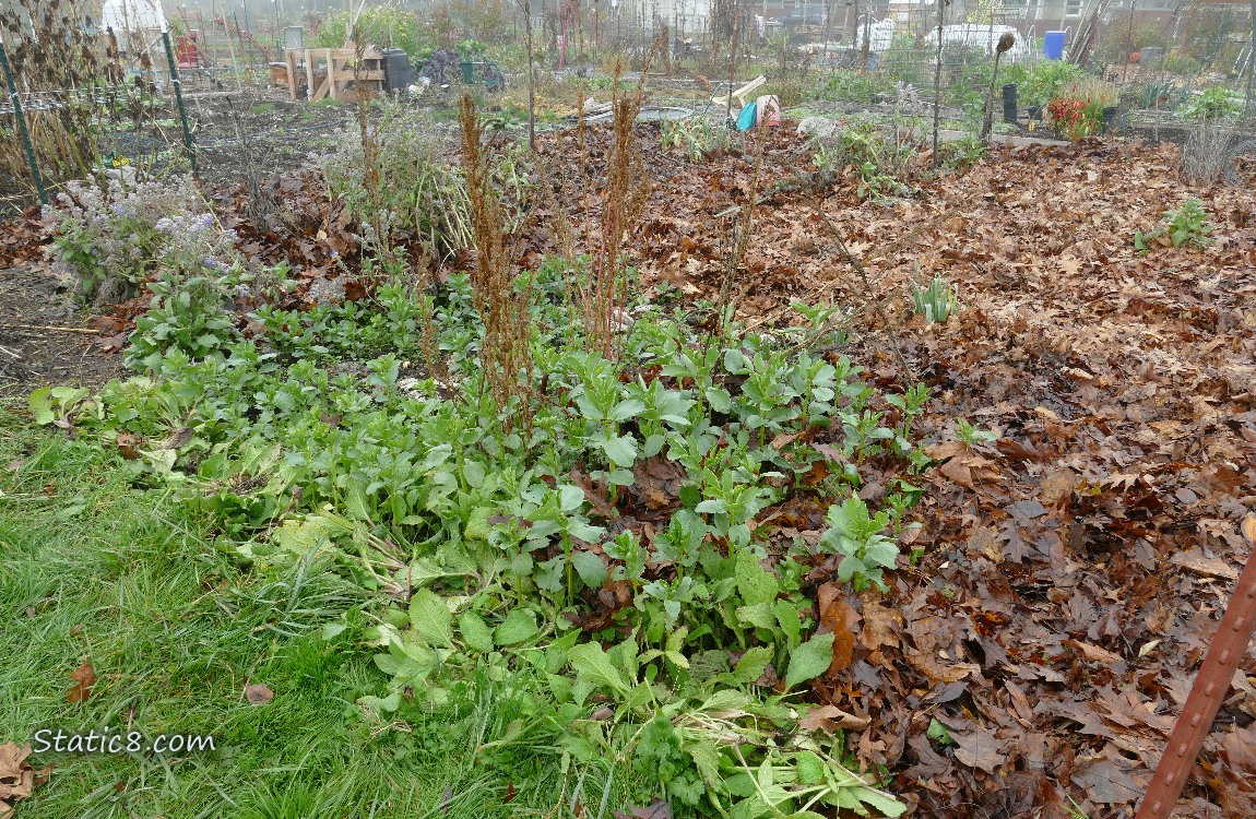 Garden plot