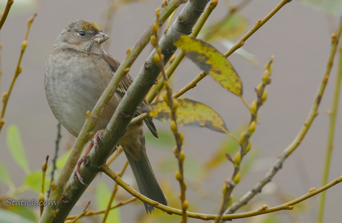 Golden Crown Sparrow standing on a twig with a couple dying leaves