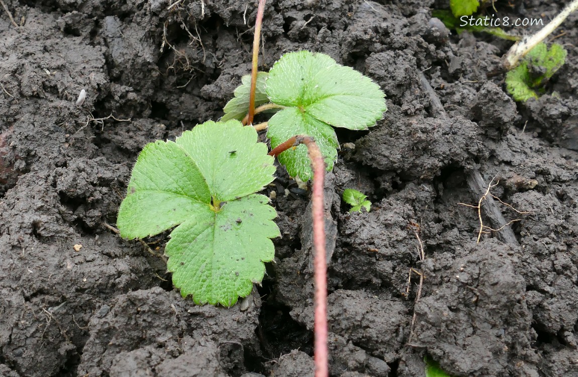 Strawberry plant