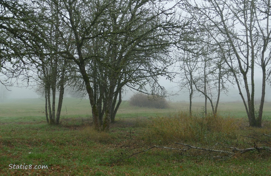 Trees and fog in the distance