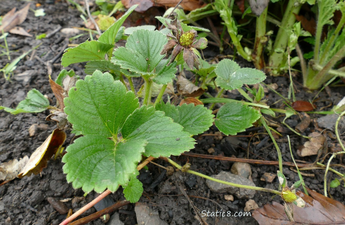 Strawberry plant