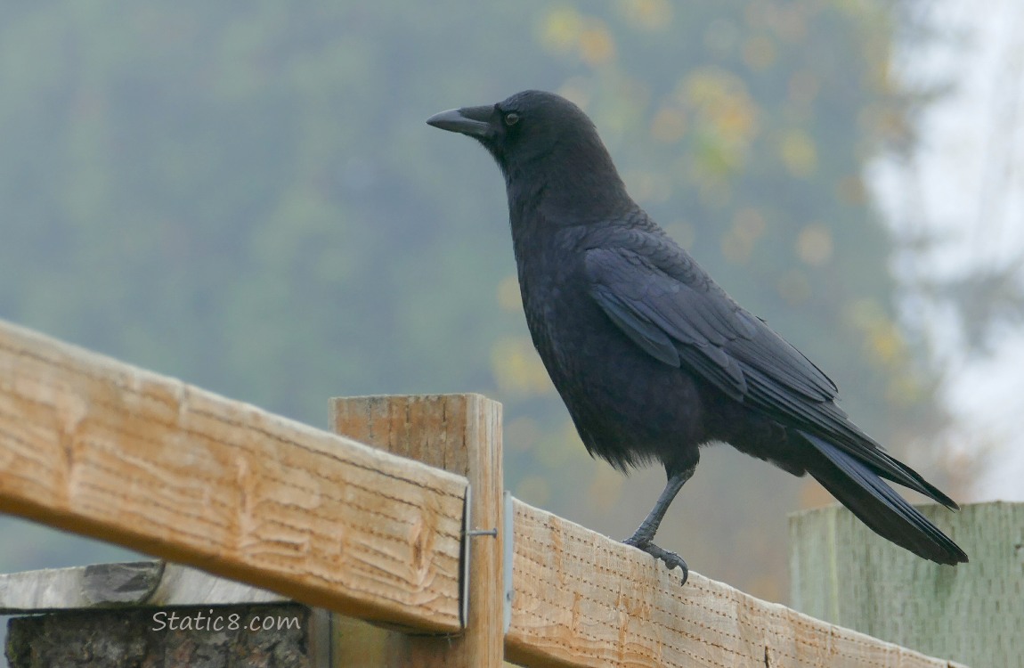 American Crow standing on a wood fence