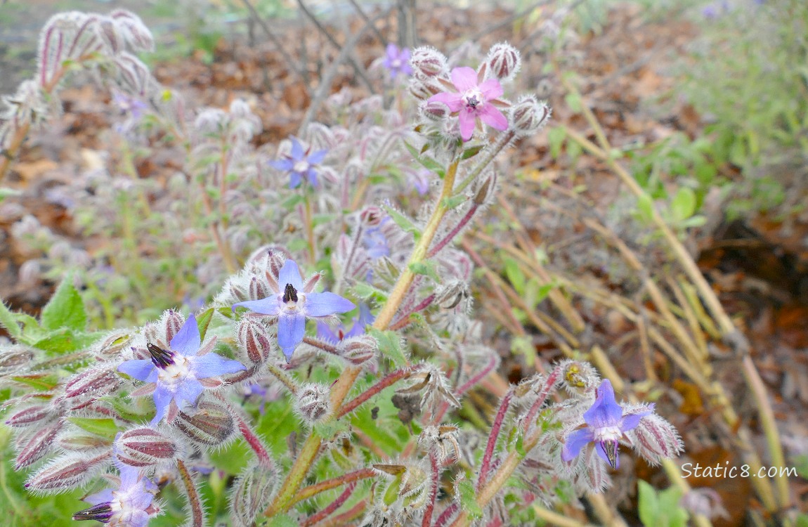 Borage blooms