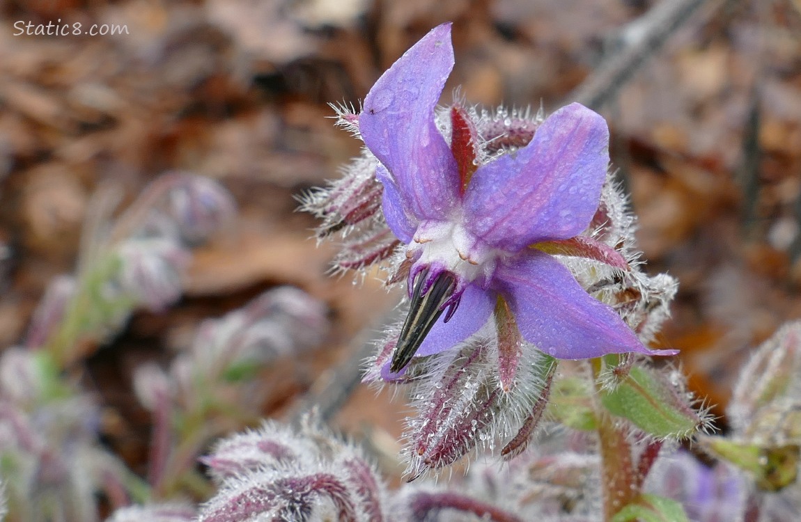 Borage bloom