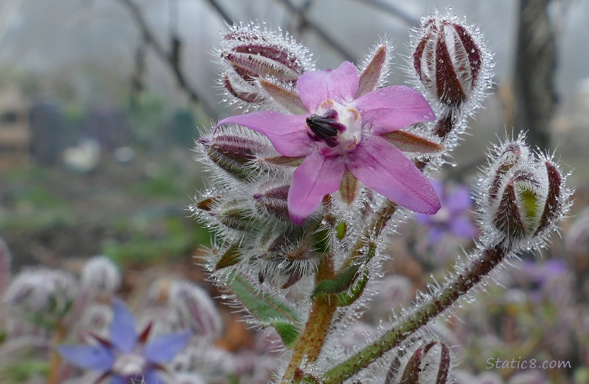 Pink Borage bloom