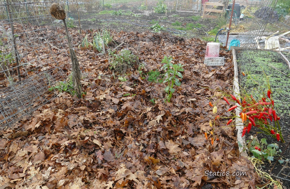 Garden plot