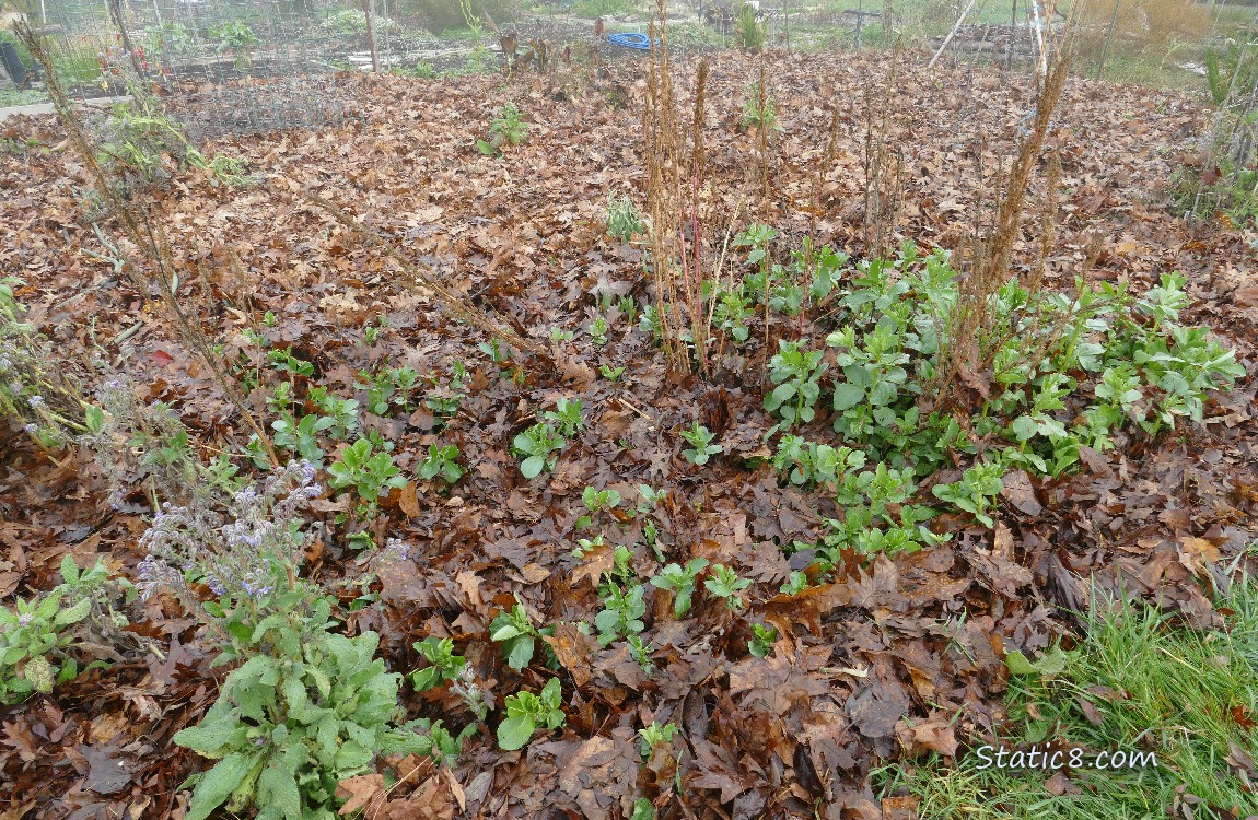 Garden plot with fava plants coming thru the mulch