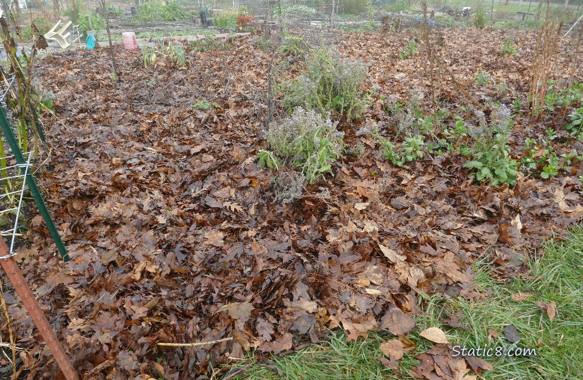 Garden plot covered with mulch