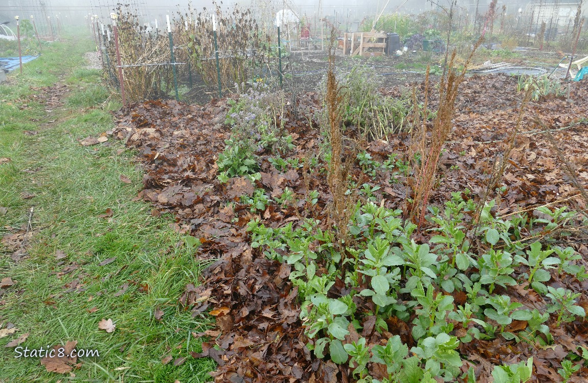 Garden plot covered in mulch