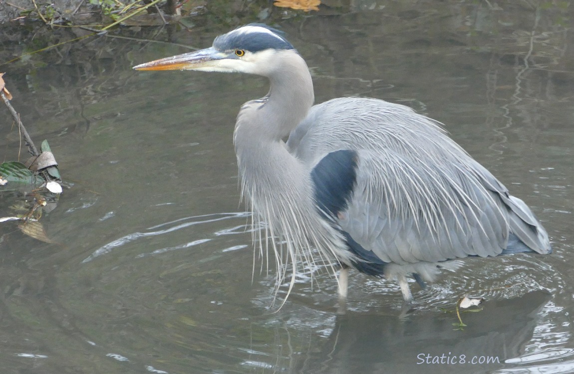 Great Blue Heron walking in shallow water