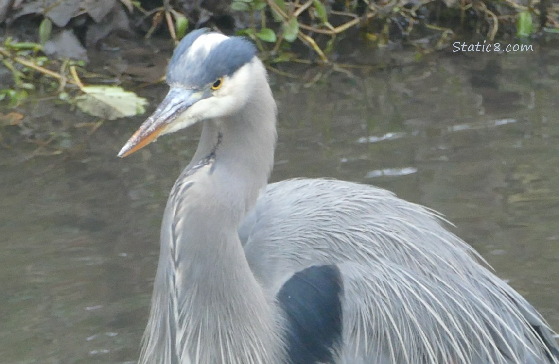 Great Blue Heron