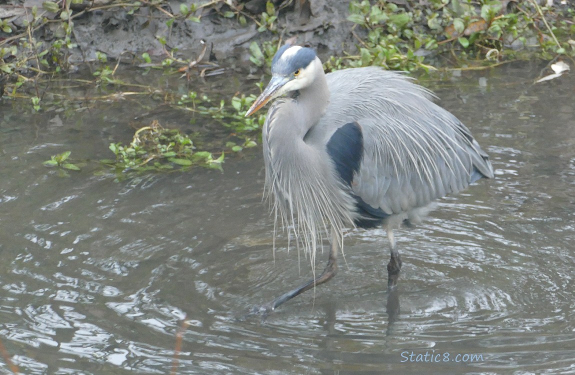 Great Blue Heron walking in shallow water