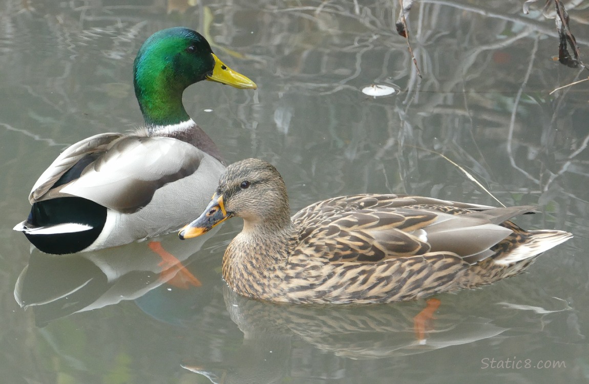 Pair of Mallards paddling on the water