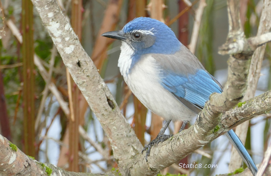 Scrub Jay standing on a branch