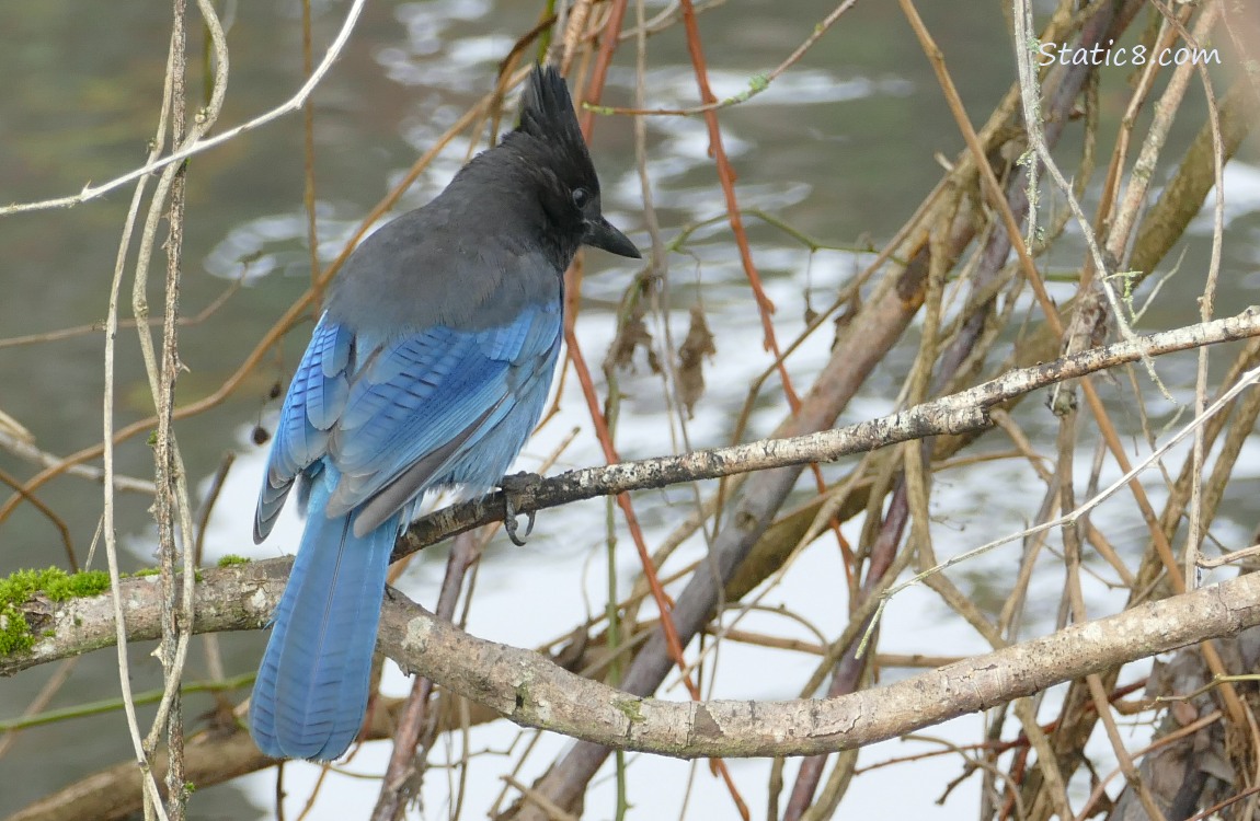 Steller Jay standing on a vine in front of the creek