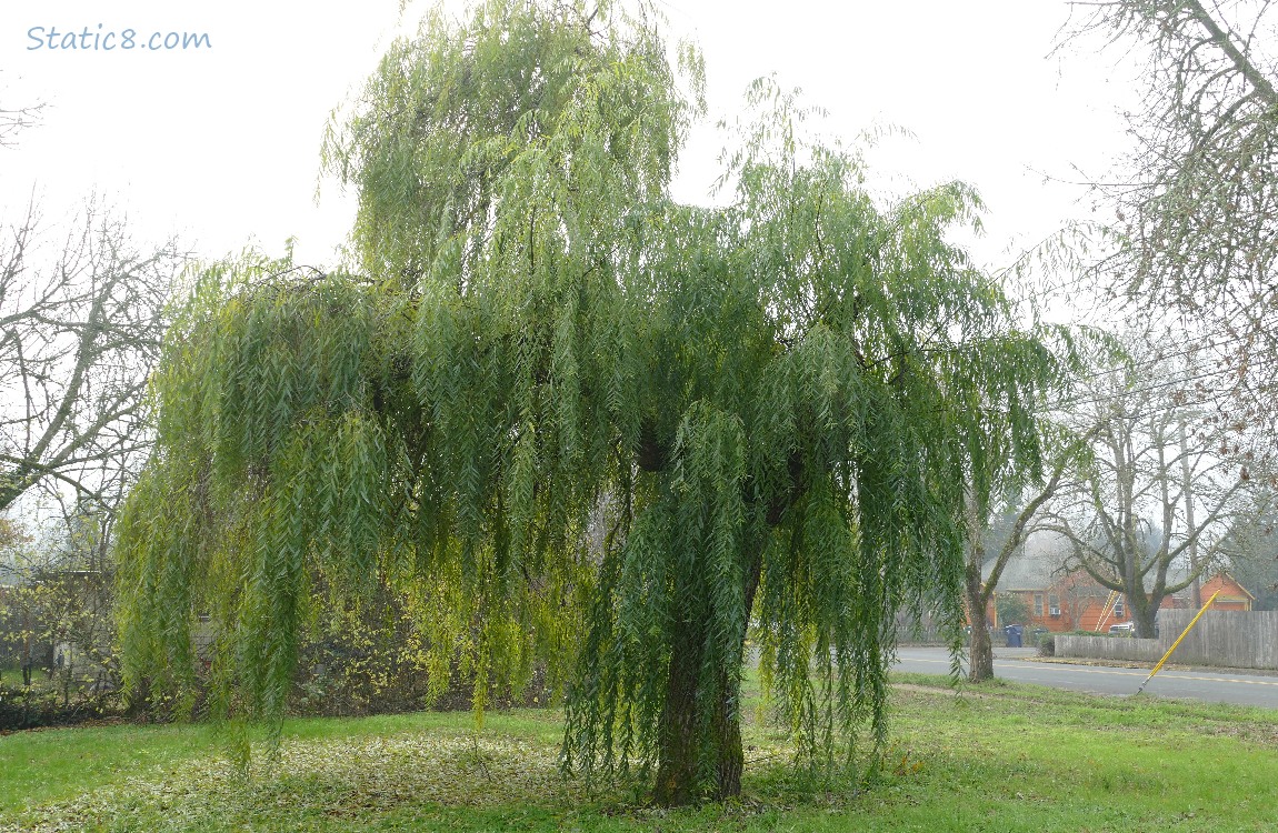 Willow tree