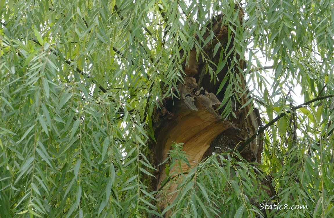 Willow tree branch stump surrounded by green leaves