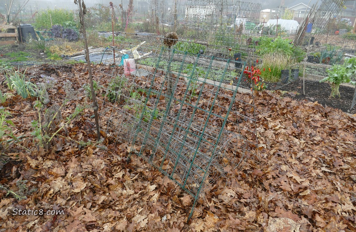 trellises and tomato cages