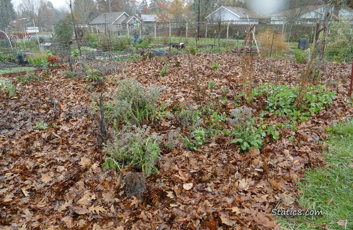 garden plot