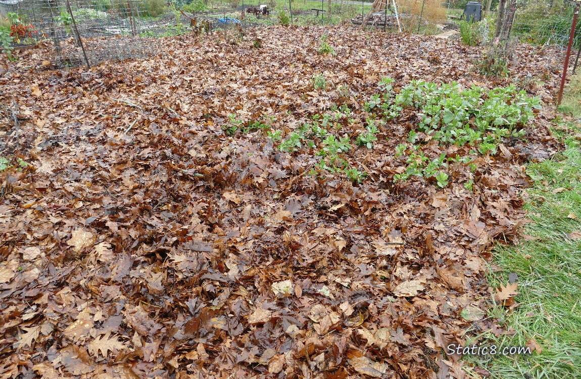 garden plot