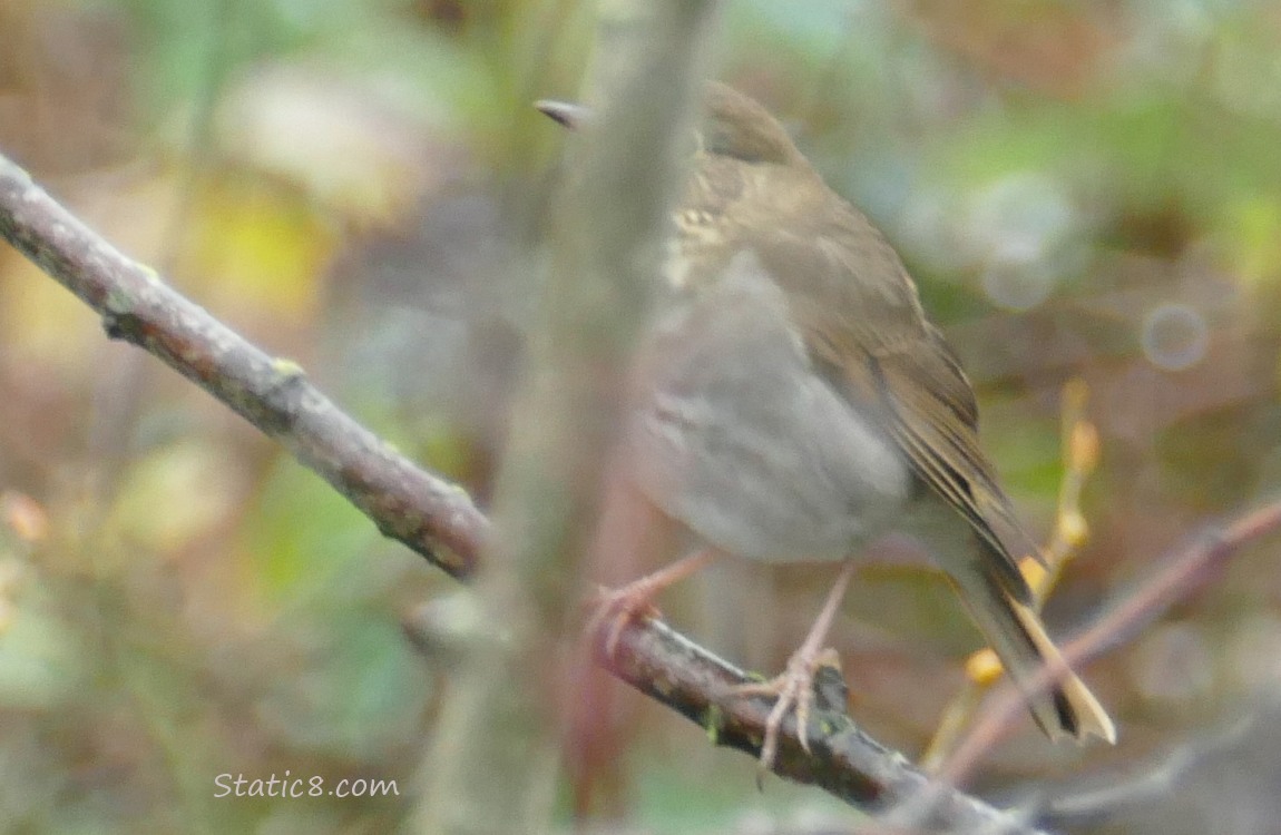 Hermit Thrush behind a branch